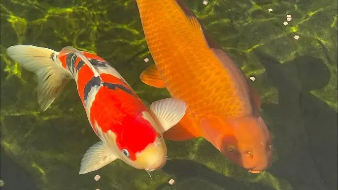 Review Đồ Ăn Ngon Hà Nội: 15 Địa Chỉ Chay Thanh Đạm Và Đẳng Cấp