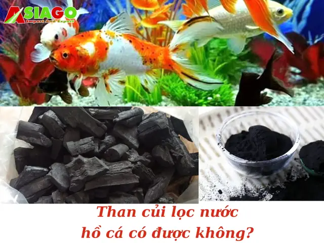 Than Củi Lọc Nước Hồ Cá Có Được Không? Than Củi Lọc Nước Hồ Cá Có Được Không?