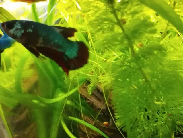 Thân Nhiệt Của Cá: Sự Thật Và Những Hiểu Lầm Cần Biết Thân Nhiệt Của Cá: Sự Thật Và Những Hiểu Lầm Cần Biết