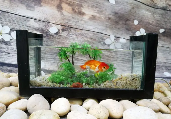 Cửa Hàng Koi Lover – Thanh Lý Bể Cá Cảnh Cũ Uy Tín Tại Đà Nẵng Cửa Hàng Koi Lover – Thanh Lý Bể Cá Cảnh Cũ Uy Tín Tại Đà Nẵng