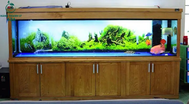 Thanh Lý Bể Cá Rồng: Kinh Nghiệm Và Lưu Ý Quan Trọng Cho Chủ Nhân