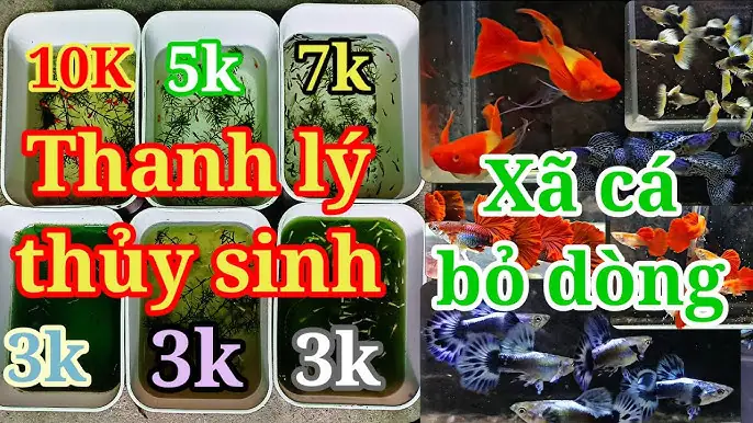 Thanh Lý Bể Cá Thủy Sinh: Kinh Nghiệm Chọn Mua, Kiểm Tra Và Tận Dụng Tối Ưu