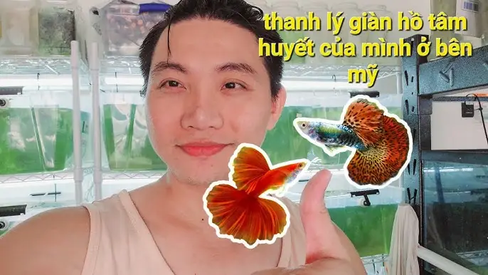 Hướng Dẫn Chi Tiết Về Hình Thức Thanh Lý Cá 7 Màu: Kinh Nghiệm Chọn Mua Và Chăm Sóc