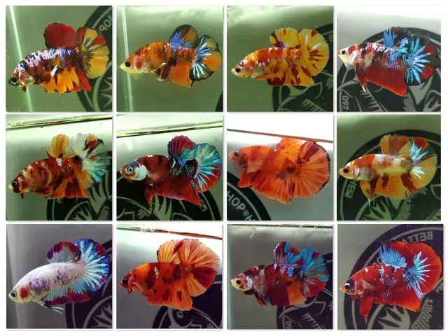 Betta Golden Shop Betta Golden Shop