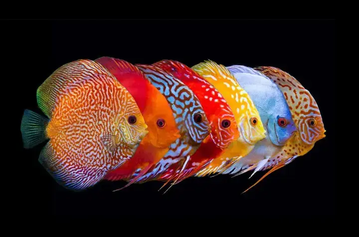 Tại Sao Cá Đĩa Lại Được Thanh Lý?