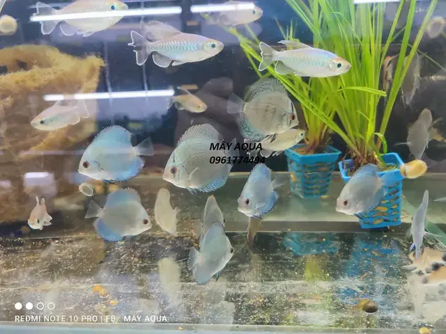 Những Yếu Tố Cần Xem Xét Khi Mua Cá Đĩa Thanh Lý