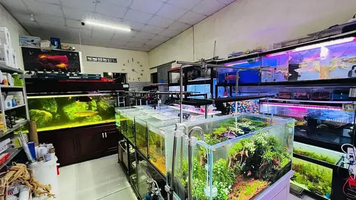 Tìm Hiểu Về Thị Trường Thanh Lý Cá Rồng Tphcm Tìm Hiểu Về Thị Trường Thanh Lý Cá Rồng Tphcm