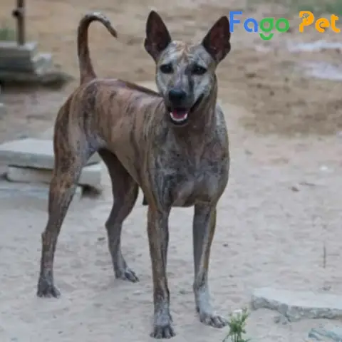 Ưu Điểm Khi Lựa Chọn Mua Chó Phú Quốc Màu Vện Cọp Tại Fago Pet