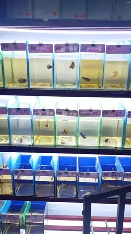 Hướng Dẫn Chi Tiết Cách Thanh Lý Hồ Cá Betta An Toàn Và Hiệu Quả