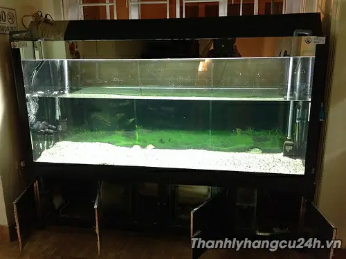 Kinh Nghiệm Thanh Lý Hồ Cá Vũng Tốt: Tìm Đúng Nơi, Giá Hời