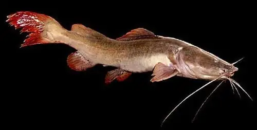 Phân Loại Cá Lăng