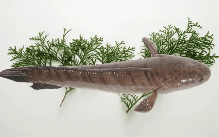 Cá Lóc Là Thực Phẩm Tốt Cho Sức Khỏe Cá Lóc Là Thực Phẩm Tốt Cho Sức Khỏe