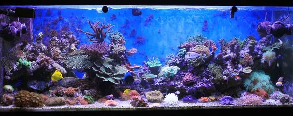 Thời Gian Thay Nước: