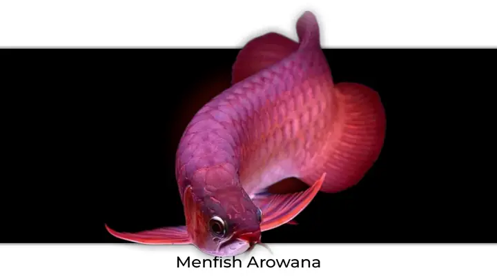 Tần Suất Thay Nước Theo Kích Cỡ Cá Tần Suất Thay Nước Theo Kích Cỡ Cá