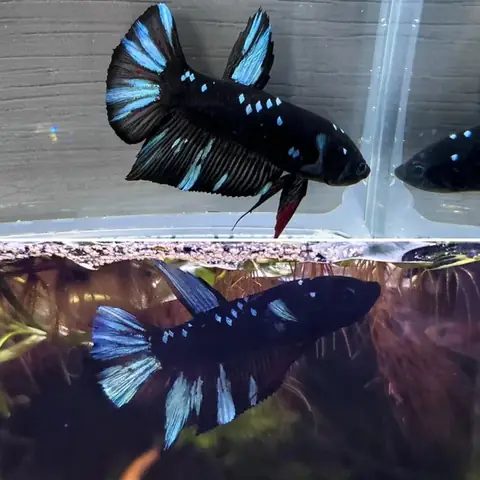 Hướng Dẫn Chi Tiết Cách Thay Nước Cá Betta Đúng Kỹ Thuật, An Toàn Và Đơn Giản Tại Nhà