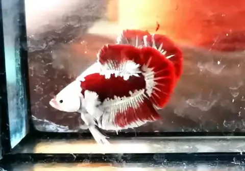 6/ Blood Dragon - Từ Thái Lan - $150 6/ Blood Dragon - Từ Thái Lan - $150