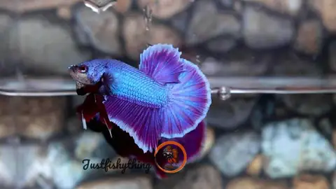 4/ Plakat Halfmoon Rồng Hồng Tím - Từ Indonesia - $80 4/ Plakat Halfmoon Rồng Hồng Tím - Từ Indonesia - $80