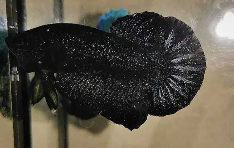 8/ Avarta Black Stardust - Từ Thái Lan - $150 8/ Avarta Black Stardust - Từ Thái Lan - $150