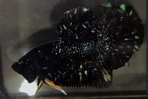 8/ Avarta Black Stardust - Từ Thái Lan - $150 8/ Avarta Black Stardust - Từ Thái Lan - $150