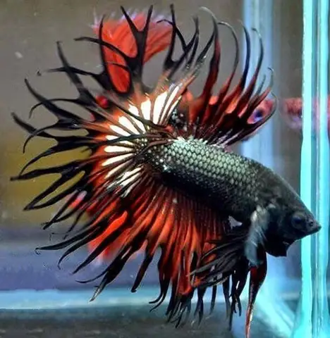 5/ King Crowntail Halfmoon - Từ Thái Lan - $70-120 5/ King Crowntail Halfmoon - Từ Thái Lan - $70-120