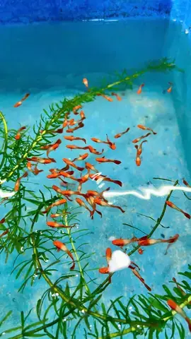 Các Yếu Tố Ảnh Hưởng Đến Thị Trường Cá 7 Màu