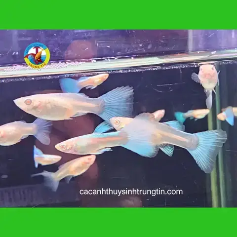 Cá 7 Màu: Sức Hút Khó Cưỡng Từ Vẻ Đẹp Đa Dạng