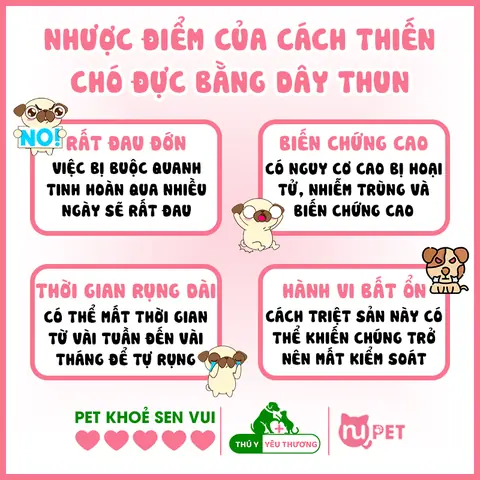 Nhược Điểm Của Cách Thiến Chó Đực Bằng Dây Thun