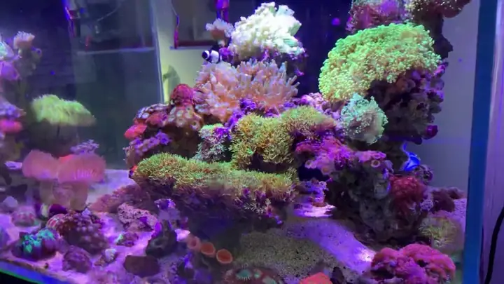 Quá Trình Thích Nghi Điển Hình Của San Hô Sps(san Hô Cứng)