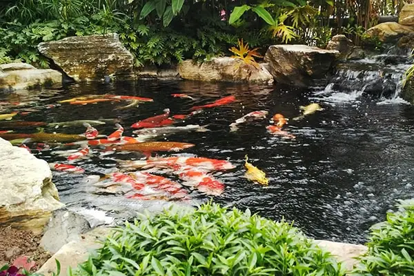 Vì Sao Cần Lọc Nước Cho Hồ Cá Koi?