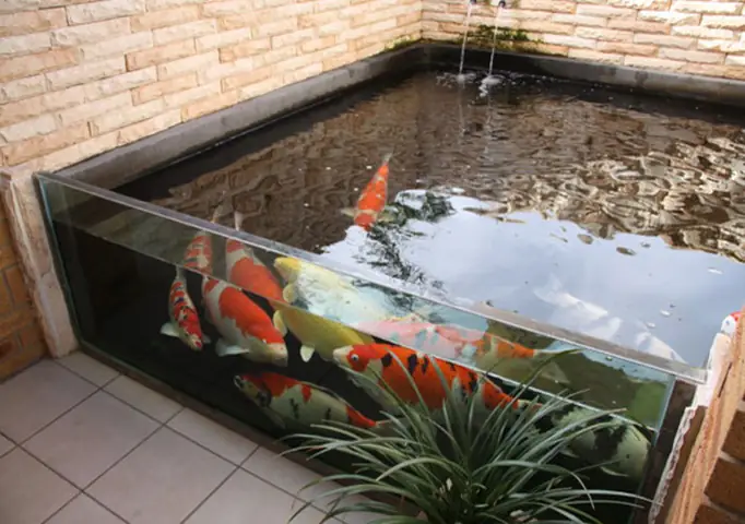 Chọn Và Nuôi Cá Koi Trong Bể Nhà Chọn Và Nuôi Cá Koi Trong Bể Nhà