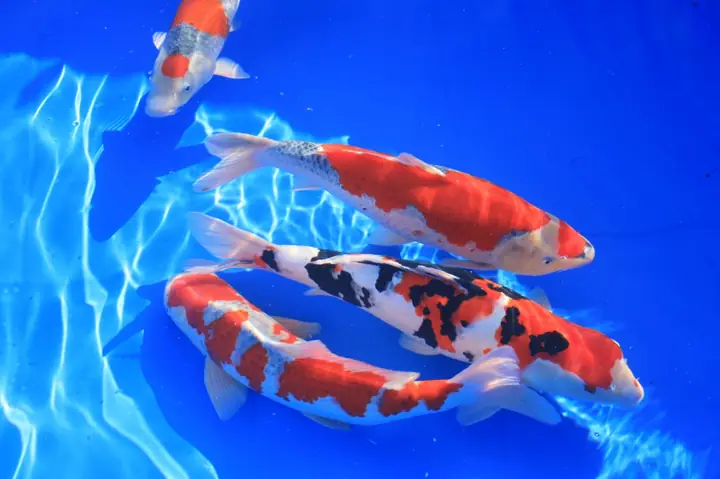 Loại Hệ Thống Lọc Loại Hệ Thống Lọc