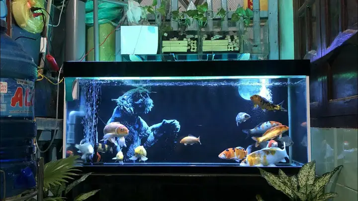 Bể Cá Koi Mini Bể Cá Koi Mini