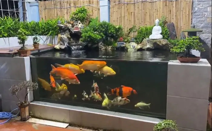 Những Lưu Ý Khi Nuôi Cá Koi Trong Bể Trong Nhà Những Lưu Ý Khi Nuôi Cá Koi Trong Bể Trong Nhà