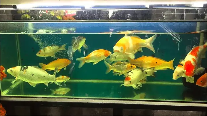 Chi Phí Xây Dựng Bể Cá Koi Trong Nhà Chi Phí Xây Dựng Bể Cá Koi Trong Nhà