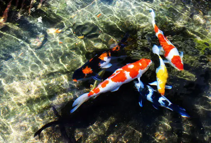 Cách Ly Cá Koi Trước Khi Thả Vào Hồ