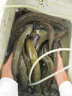 Thiết Kế Bể Xi Măng Nuôi Cá