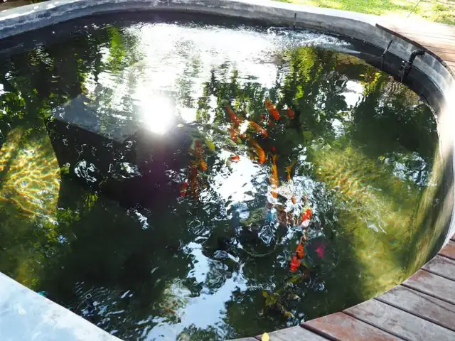 Tiêu Chuẩn Hồ Cá Khi Nuôi Cá Koi Trong Hồ Xi Măng