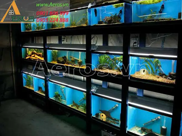 Mẫu Thiết Kế Thi Công Nội Thất Cửa Hàng Cá Cảnh 6