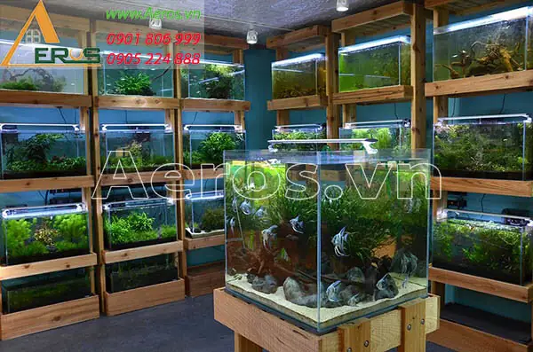 Mẫu Thi Công Nội Thất Shop Cá Cảnh 5