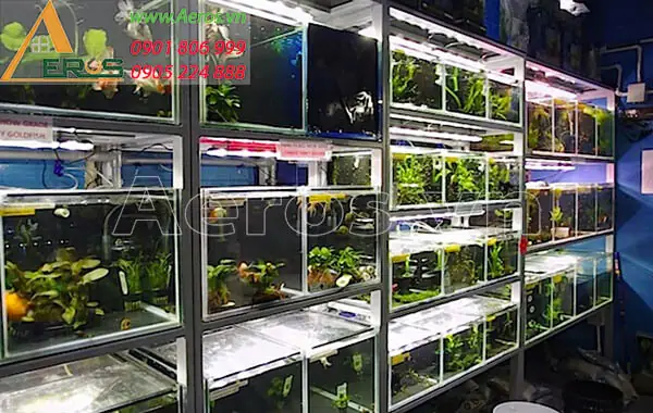Mẫu Thi Công Nội Thất Cửa Hàng Cá Cảnh 8