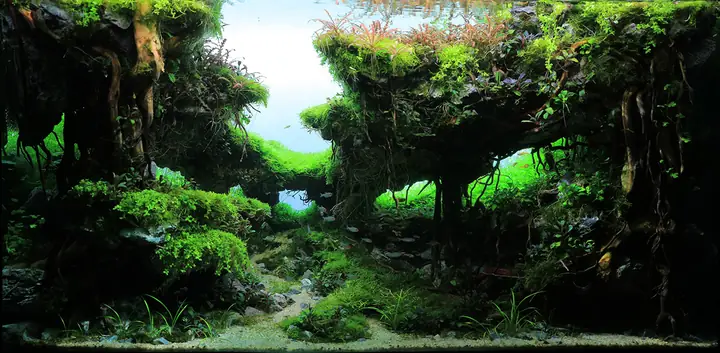 Các Loại Cây Thủy Sinh Phổ Biến Trong Hồ Cá Cảnh