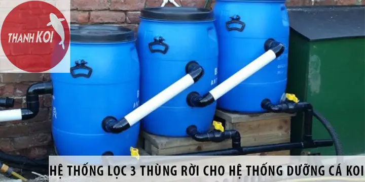 Thiết Kế Thùng Lọc Cho Hồ Cá Chép Koi Đúng Chuẩn