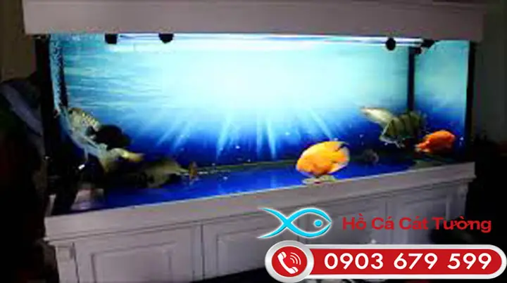 Thiết Kế Hồ Cá Vàng: Toàn Tập Kiến Thức Cho Người Mới Bắt Đầu