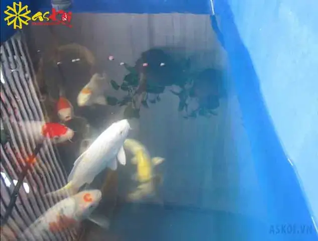 Tank Hình Chữ Nhật