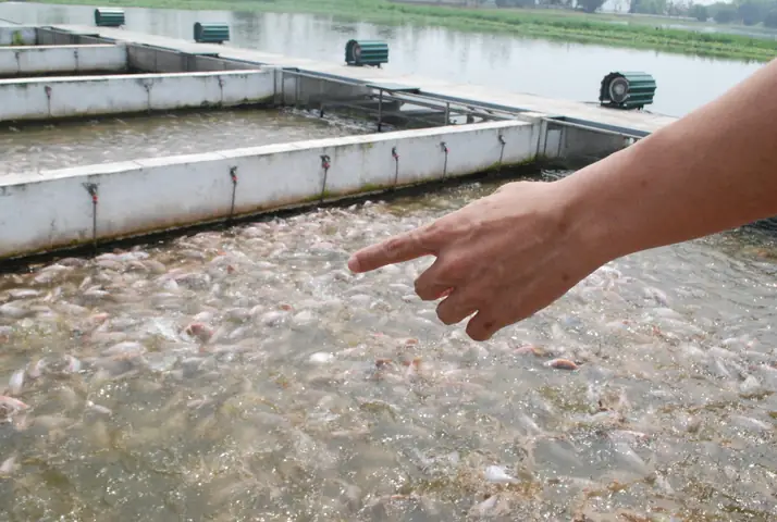 Làm "sông Trong Ao", Thả Nuôi Cá Nhung Nhúc