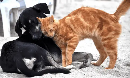 Thiêu Chó Mèo Ở Bình Hưng Hòa: Hành Vi Sai Trái Cần Lên Án