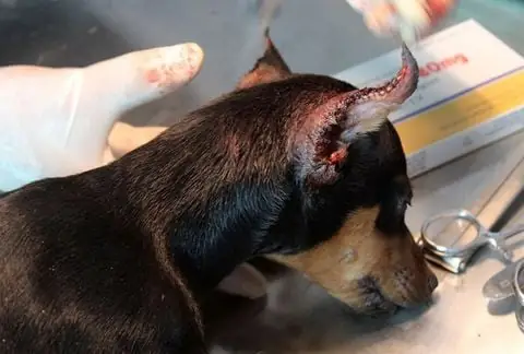 Có Nên Cắt Tai, Cắt Đuôi Cho Chó Con?