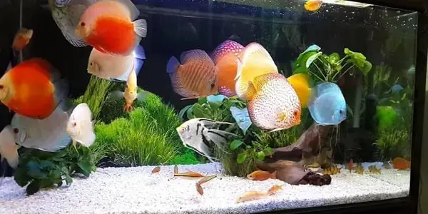 Hướng Dẫn Cho Cá Cảnh Ăn Đúng Cách