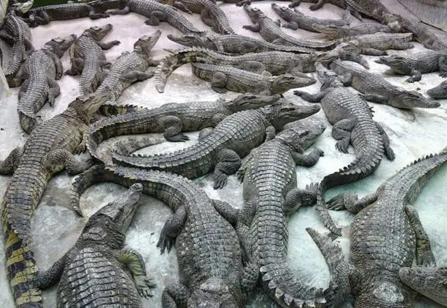 Thời Gian Nuôi Cá Sấu: Quy Trình, Yếu Tố Ảnh Hưởng Và Kinh Nghiệm Chăn Nuôi Hiệu Quả