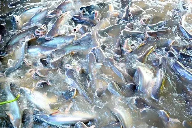 Chu Kỳ Sống Của Cá Tra: Tổng Quan Về Thời Gian Nuôi Cá Tra Chu Kỳ Sống Của Cá Tra: Tổng Quan Về Thời Gian Nuôi Cá Tra